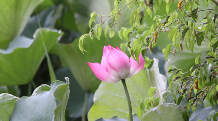 Villages artisanaux:  poterie de Bat Trang, estampe de Dong Ho et la Pagode de But Thap