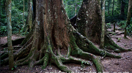 Découverte du Parc national de Cuc Phuong 