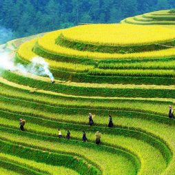 Mu Cang Chai