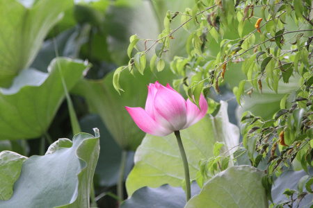 Villages artisanaux:  poterie de Bat Trang, estampe de Dong Ho et la Pagode de But Thap