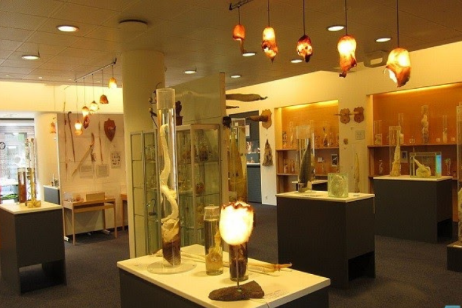  Plongée en apnée en les îles Cham (circuit en groupe) - 01 Jour