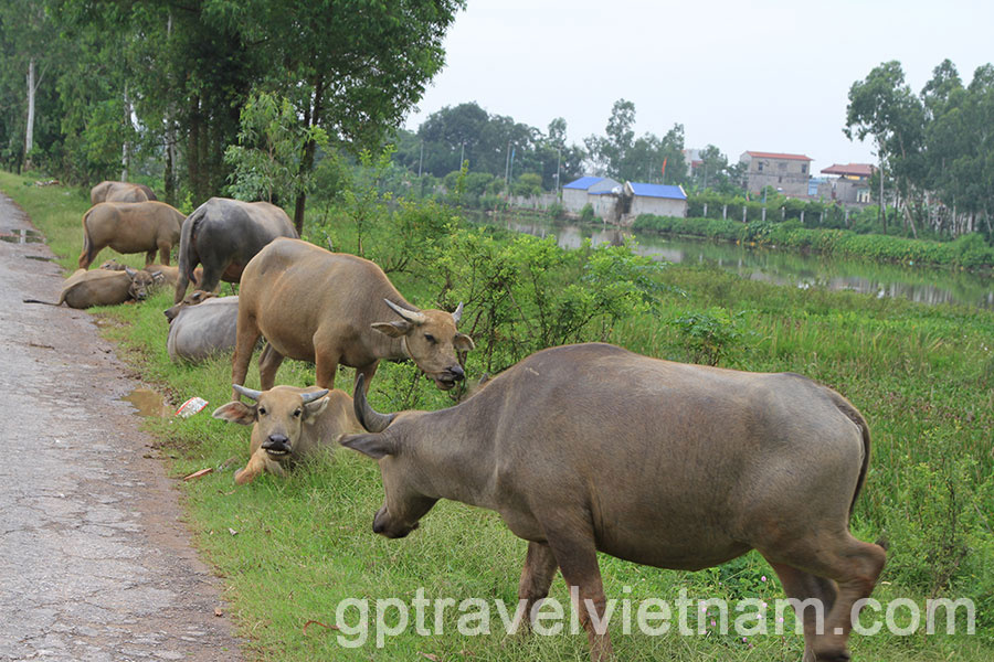  A Day Exploring Xuan Thuy National Park and Bach Long Salt Fields