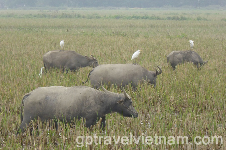 De la Baie de Lan Ha aux Pays des ethnies Muong, Thais blanc - 6 jours