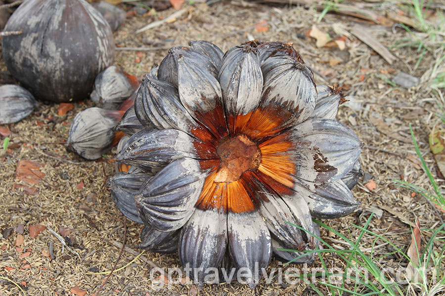 Cycling Tour in the Mekong Delta for 4 Days