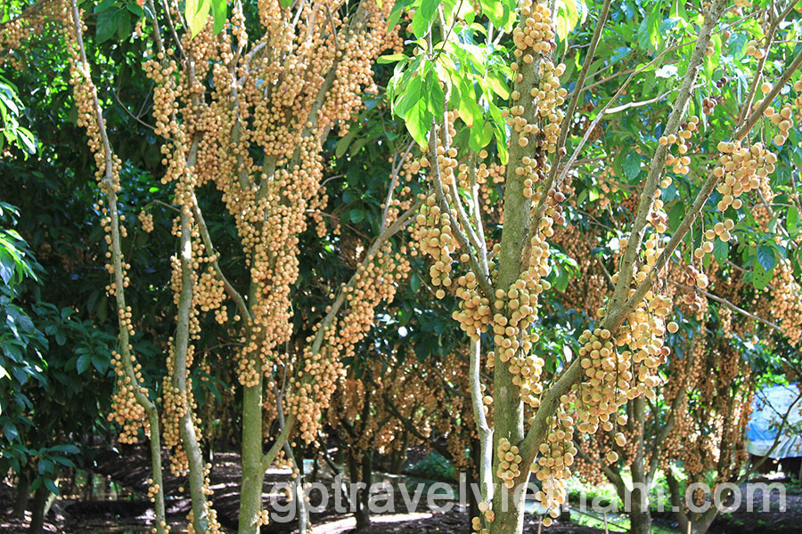 Can Tho: Floating Market and Biking Tour in Phong Dien