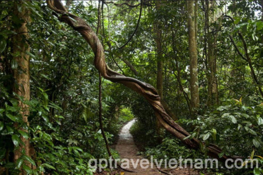 Discover Cuc Phuong National Park
