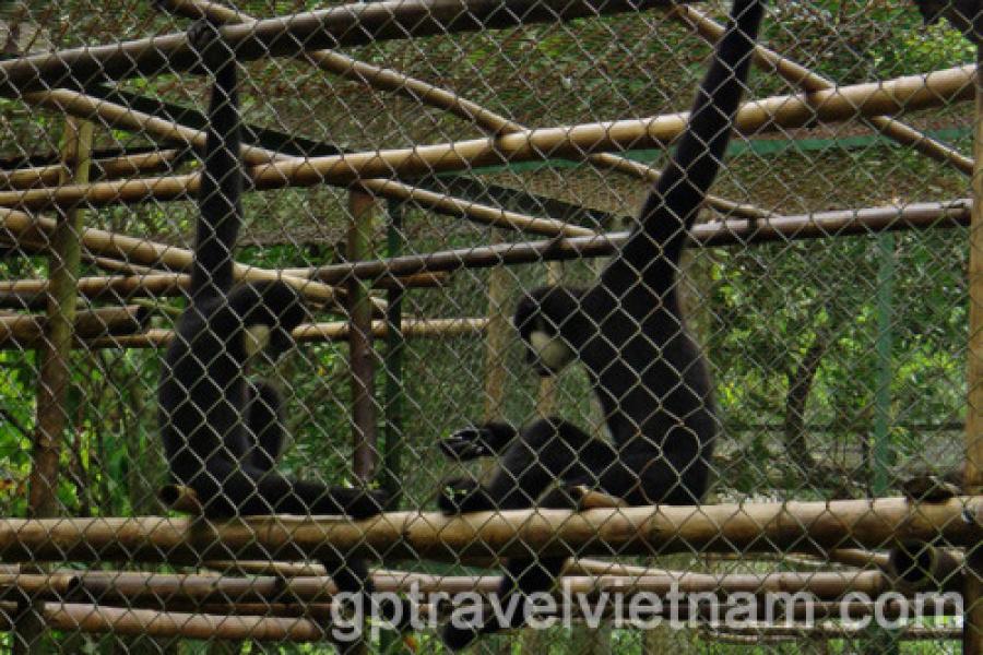 Discover Cuc Phuong National Park