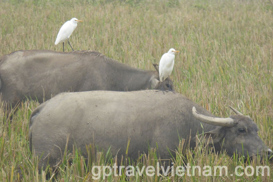 Baie d’Halong Terrestre: Hoa Lu, Trang An et Hang Mua