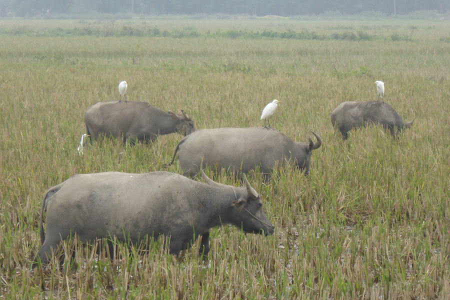 Mua Cave, Bird Valley, and a serene sampan excursion at Linh Coc.