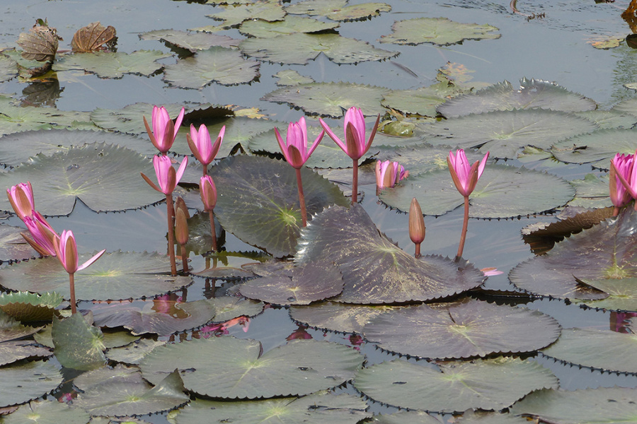 Van Long Natural Reserve and its Authentic Countryside