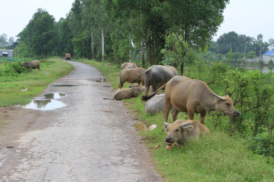 A Day in the Countryside of Nam Dinh