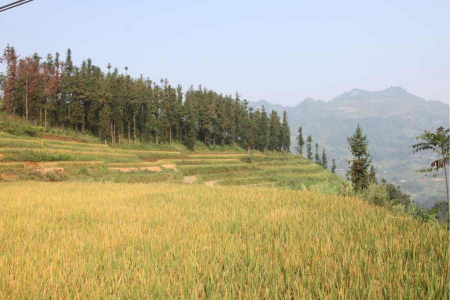 3 days trek in Bac Ha