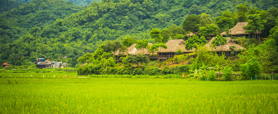 Rice field in Mai Chau